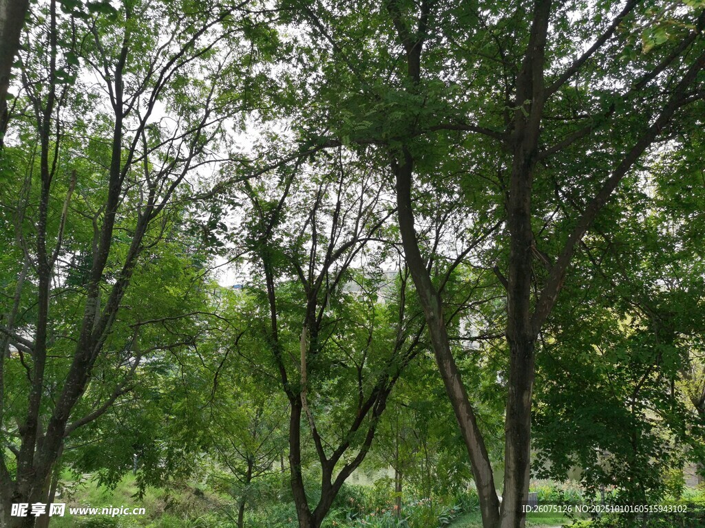 夏日葱郁树林景观