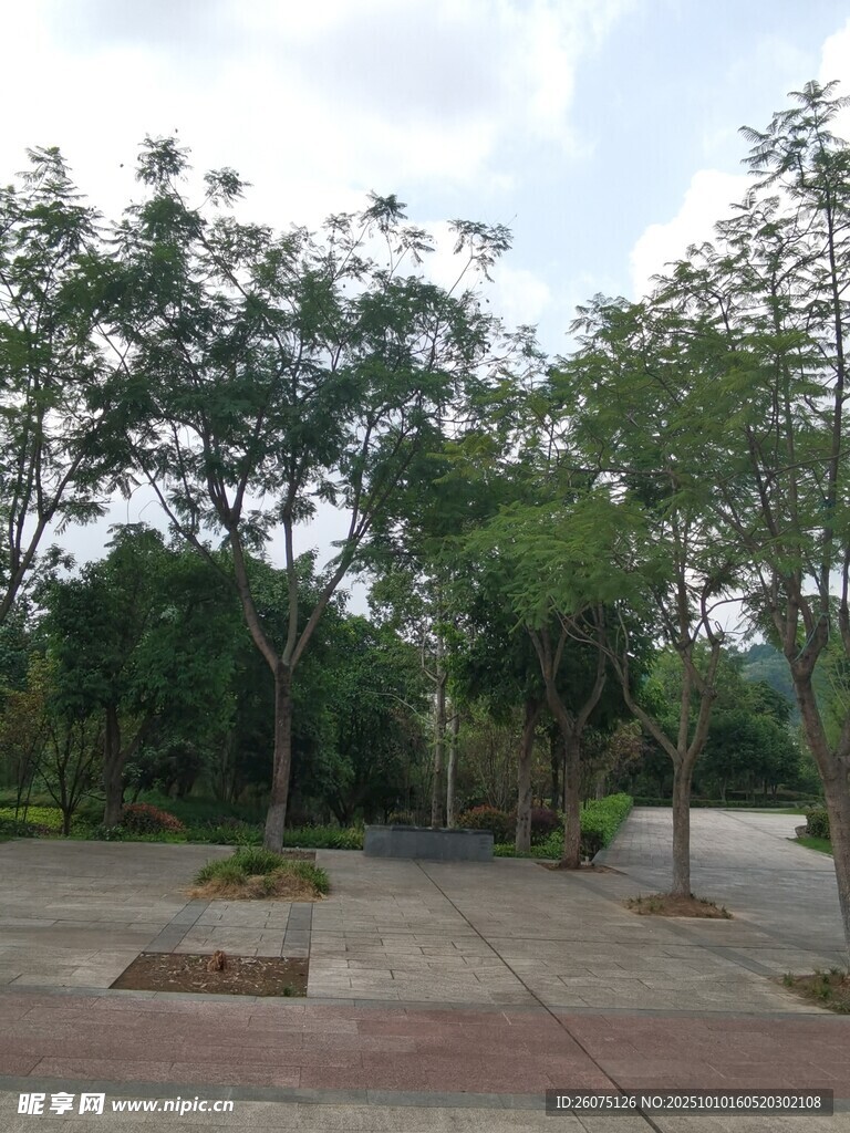 户外空旷的树木种植场地