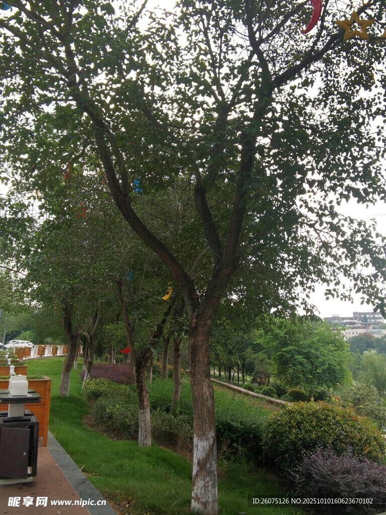 公园林荫小道风景