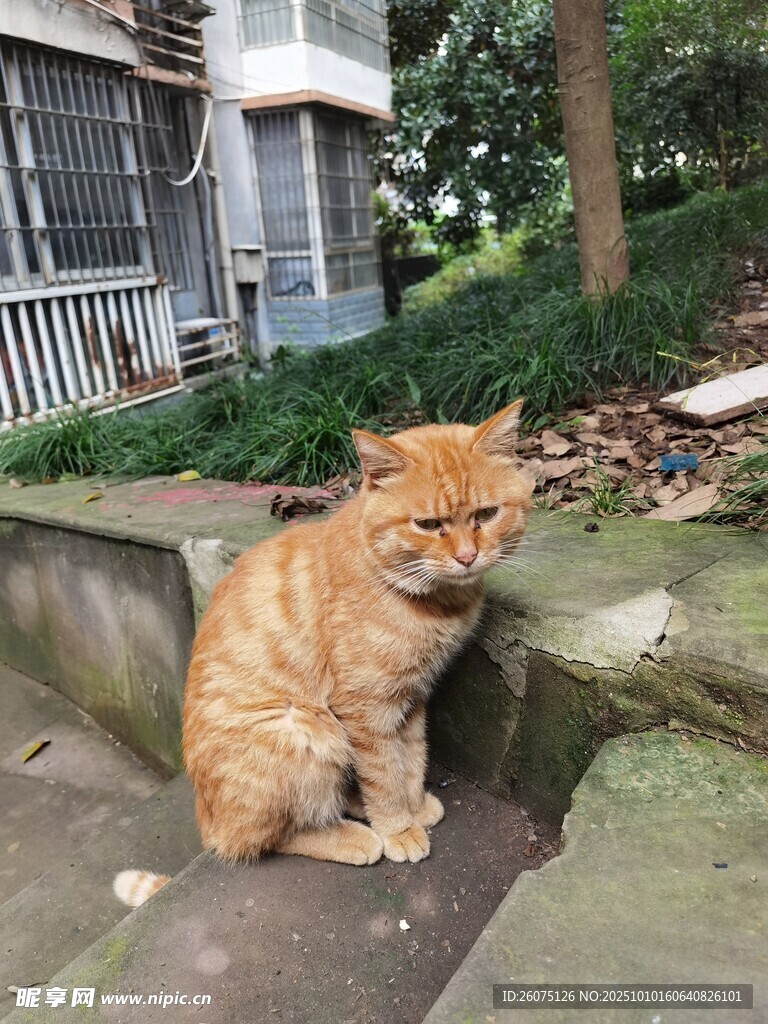 橘猫坐于户外台阶处