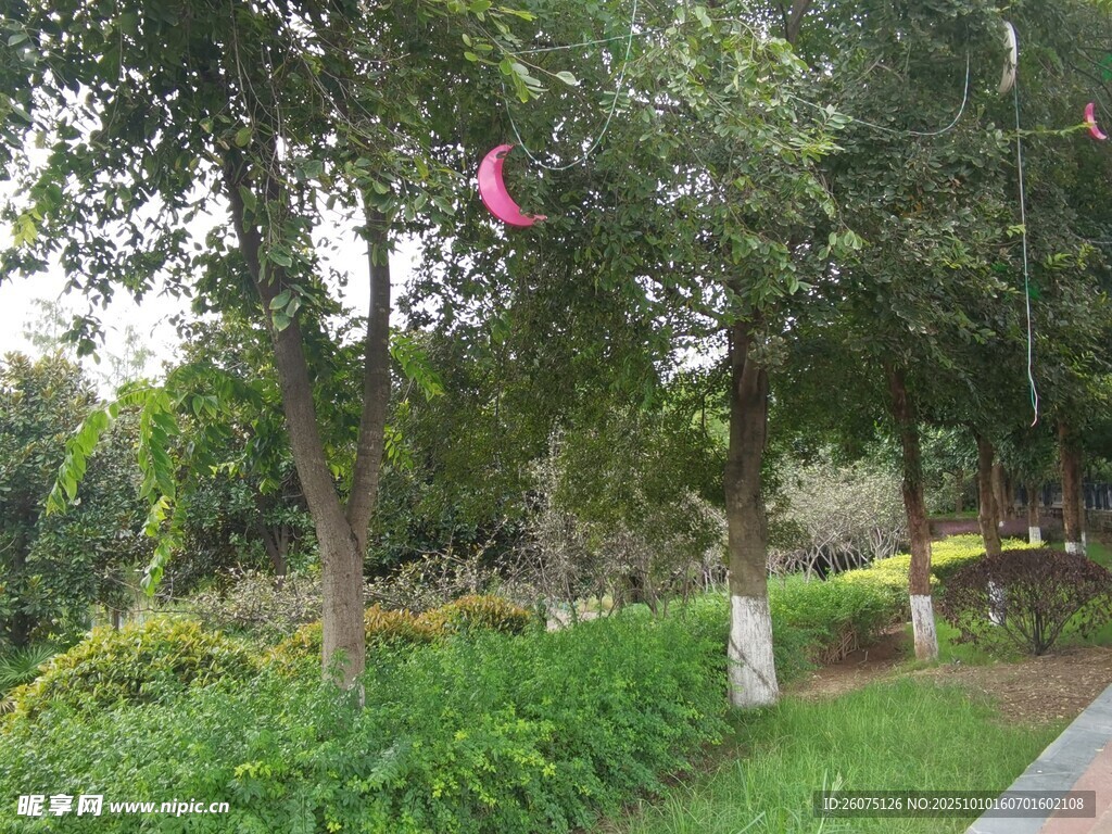 公园绿意盎然的景致
