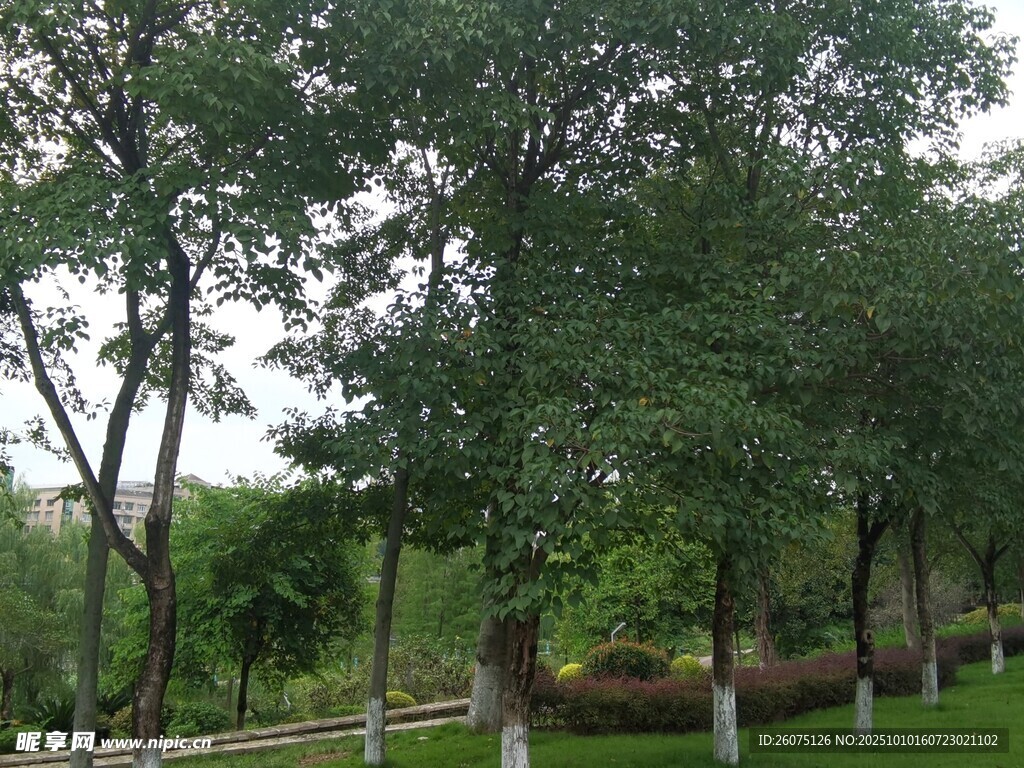 绿树成荫的公园景致