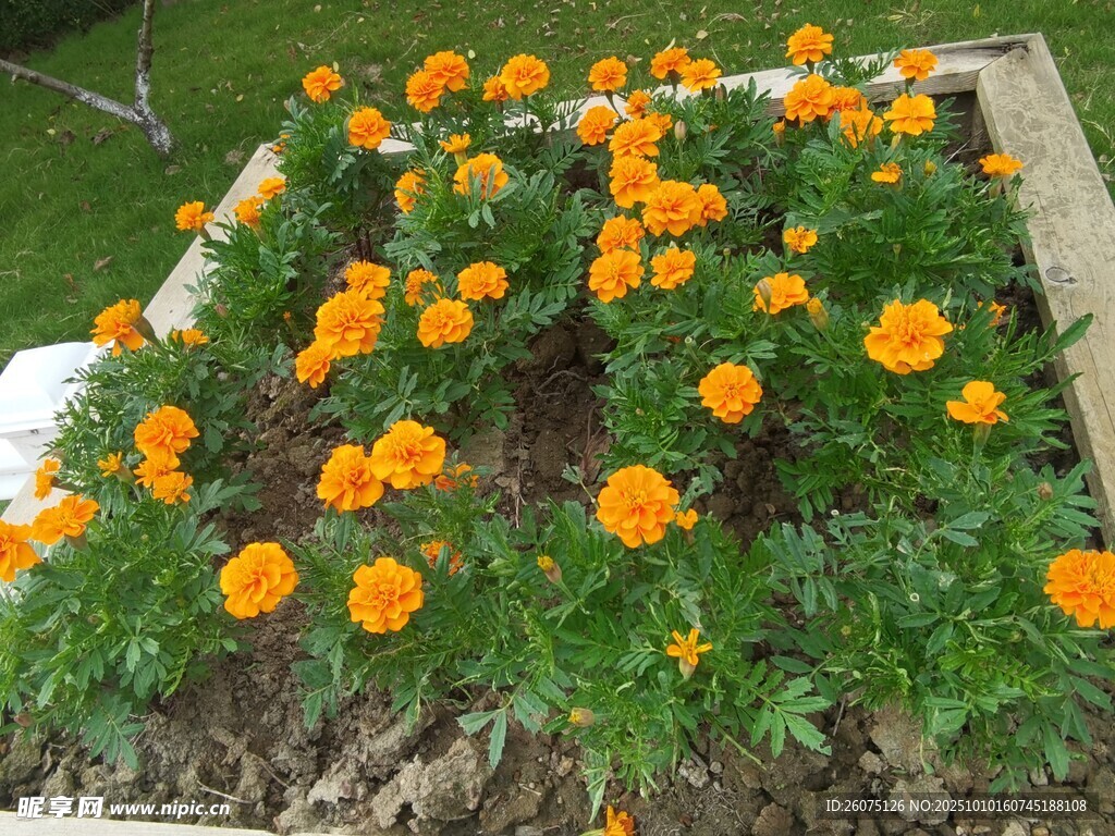 花坛中的橙色万寿菊绽放