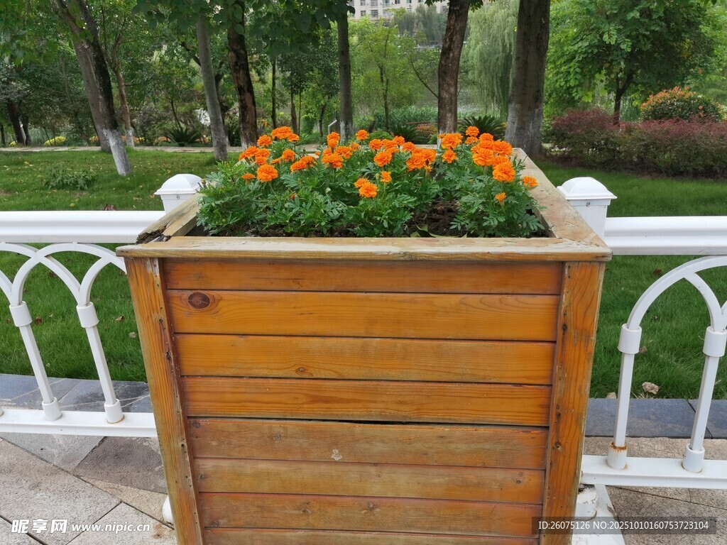 户外木质花箱盛放鲜艳花卉