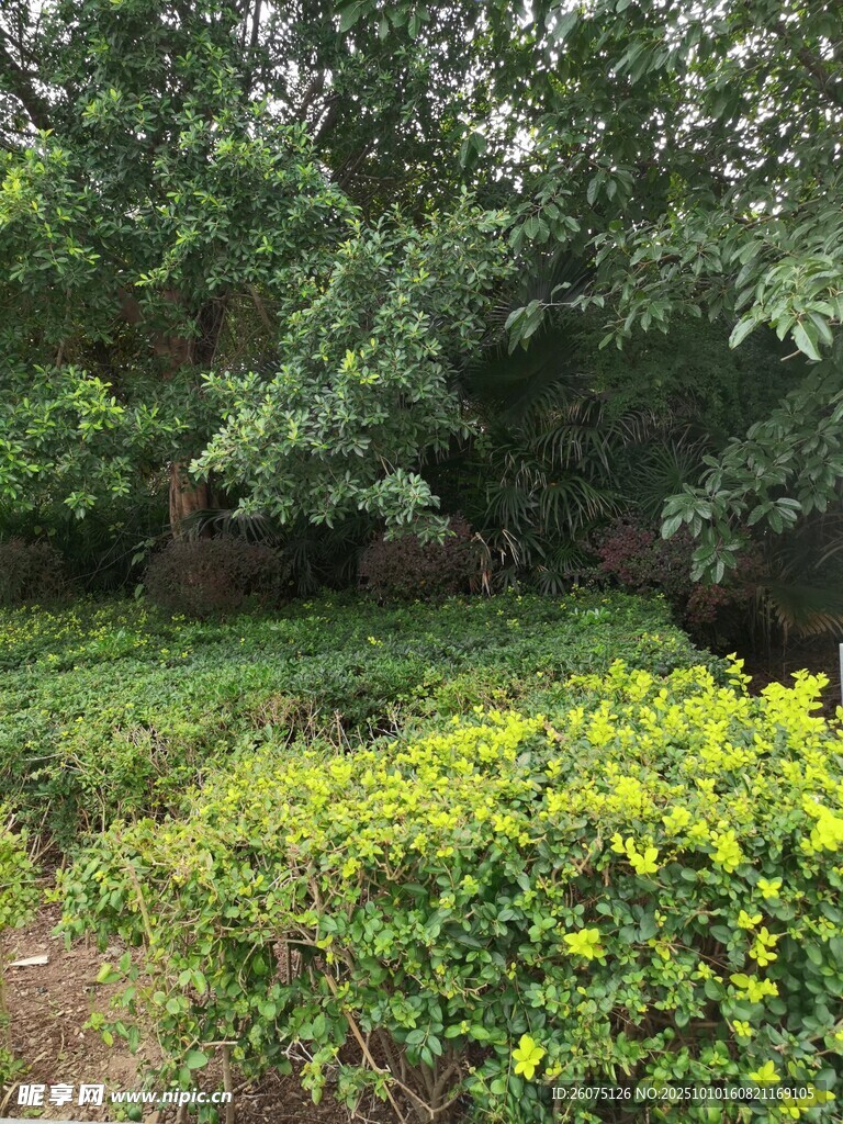 绿意盎然的繁茂植物景观