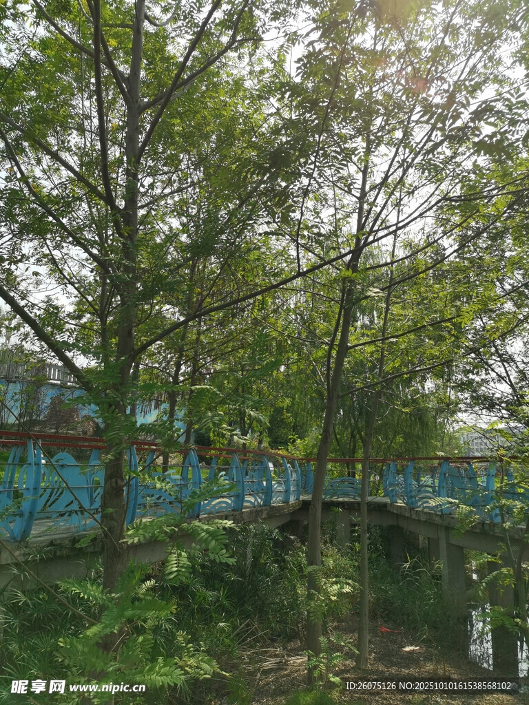 林间蓝桥绿意盎然之景