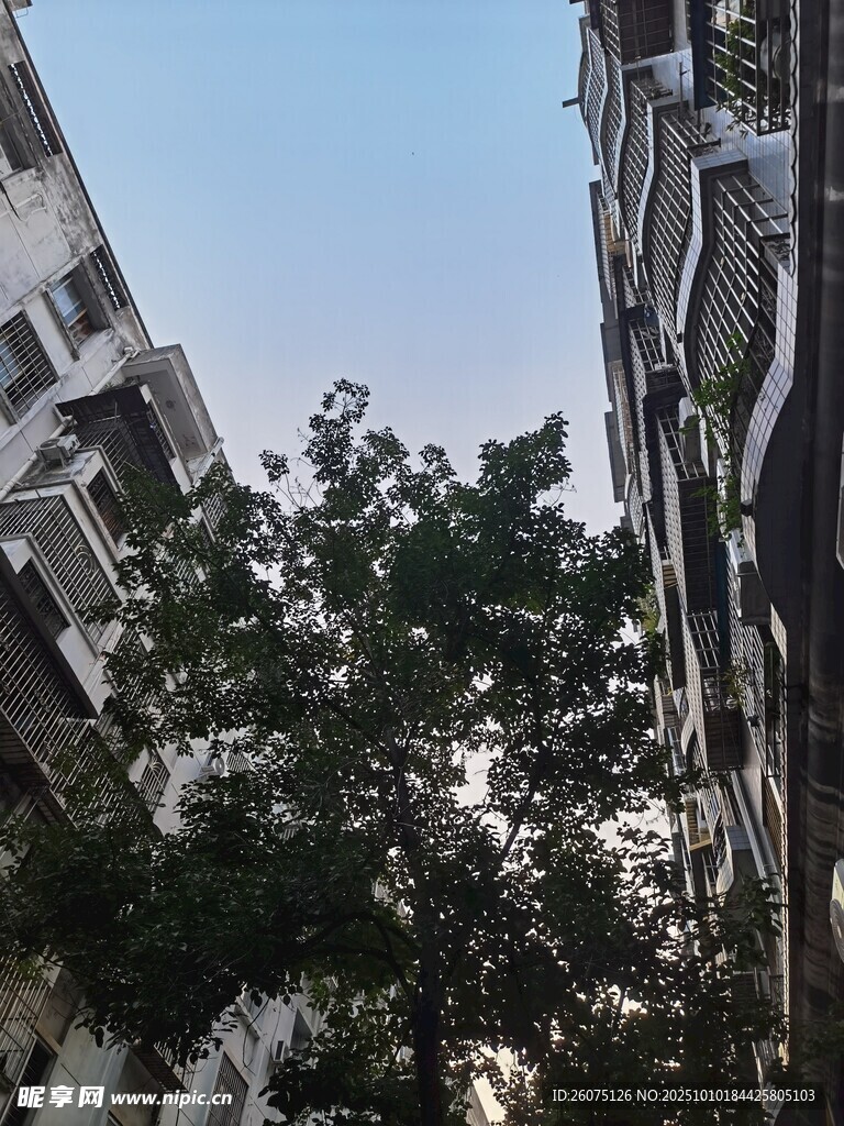 居民楼间的绿树景观