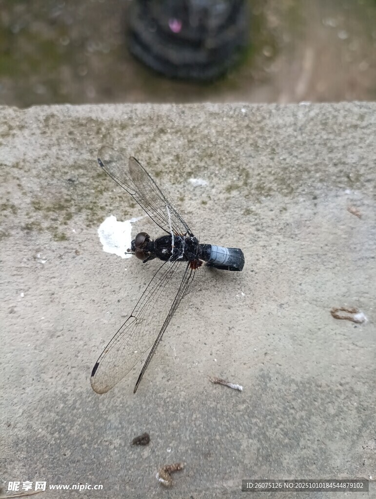 地面上死亡的黑色蜻蜓