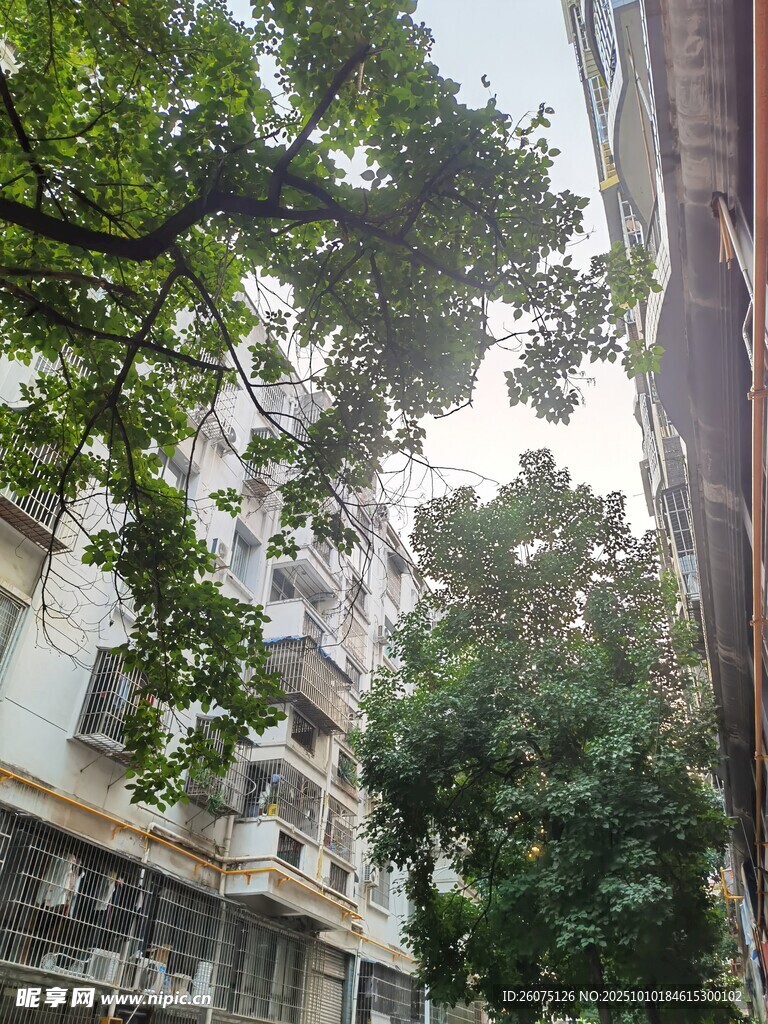 城市中繁茂绿树与建筑
