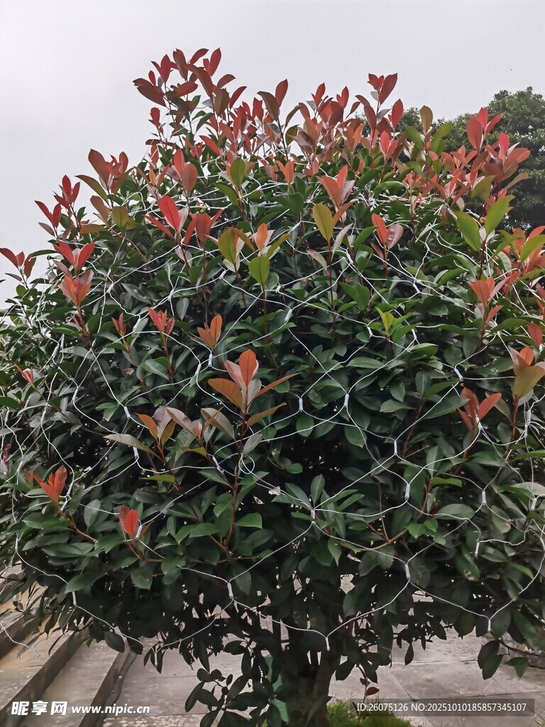 红叶石楠球色彩艳丽植株