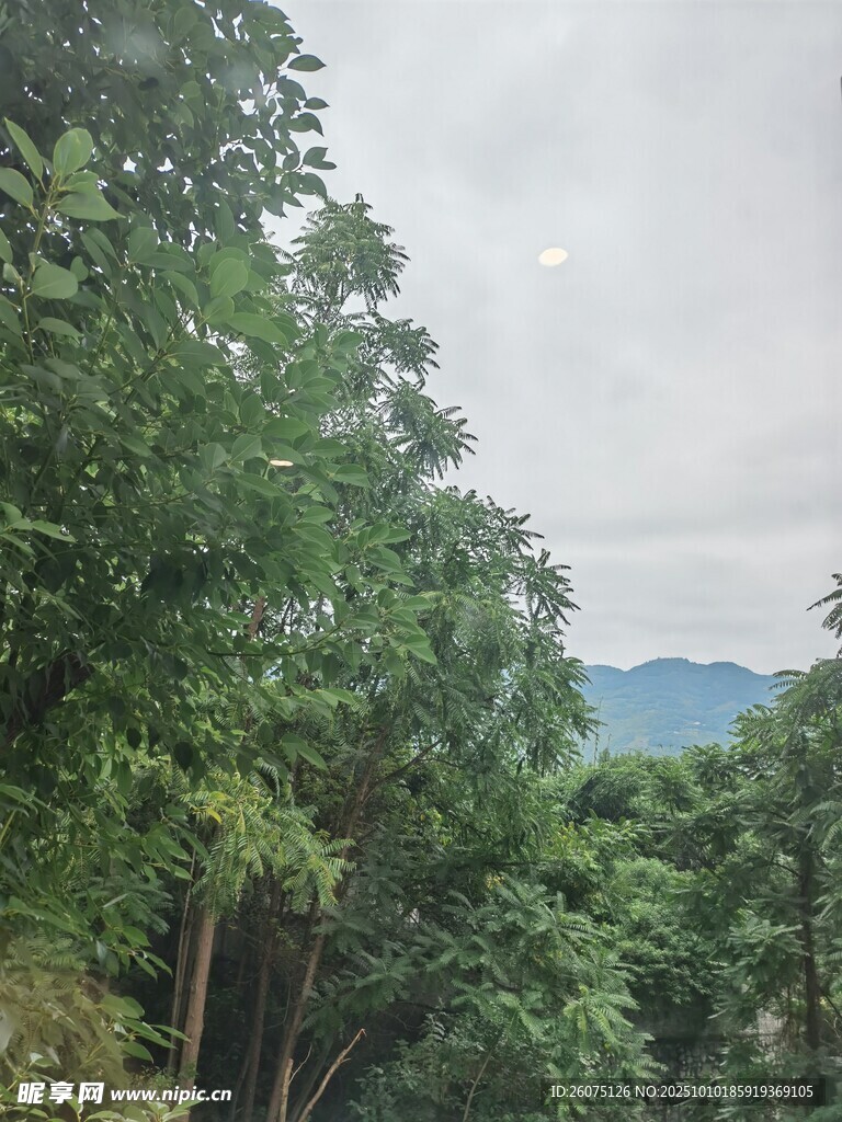 山林绿树景观