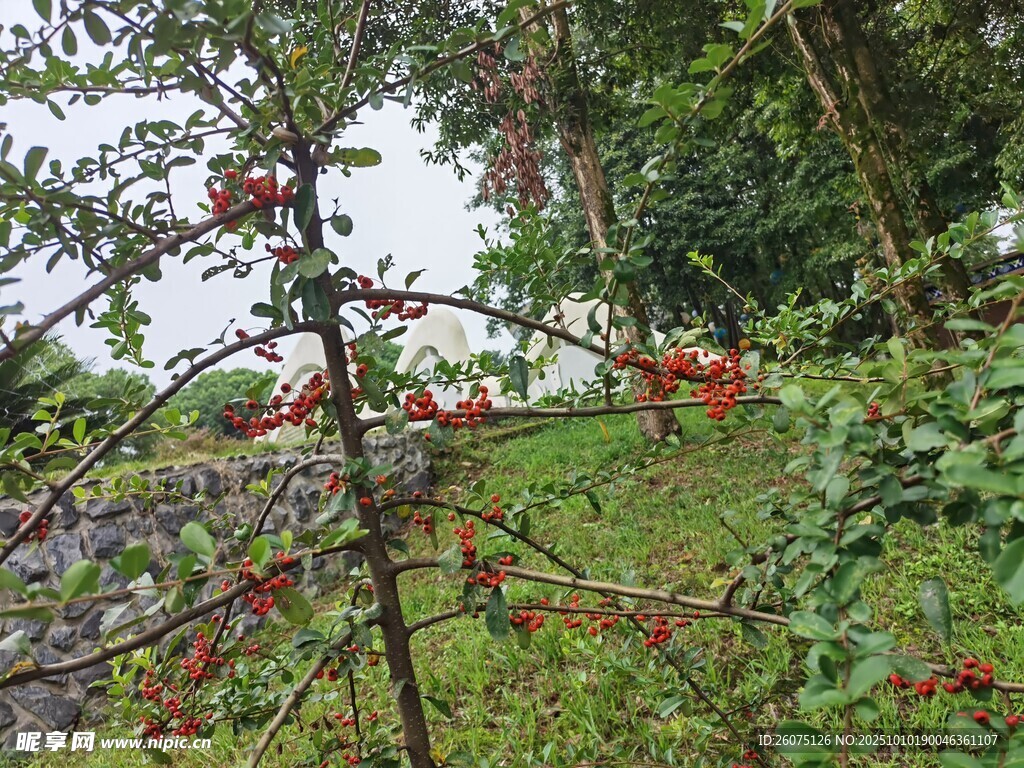 枝头红果点缀绿意盎然