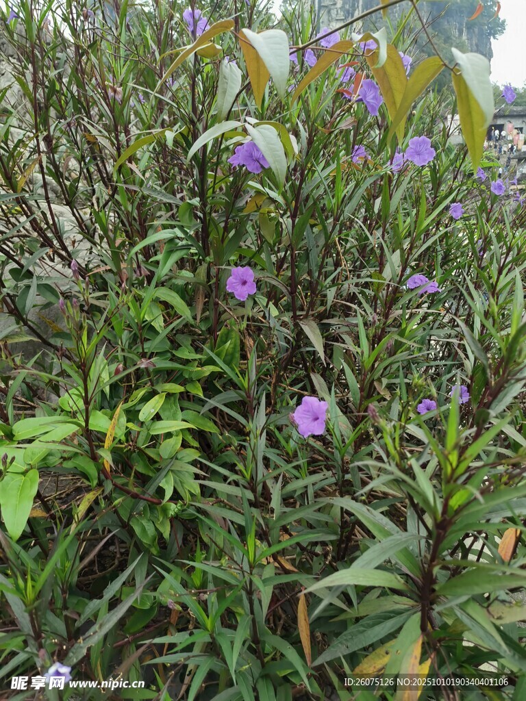 紫色小花绽放于绿植间