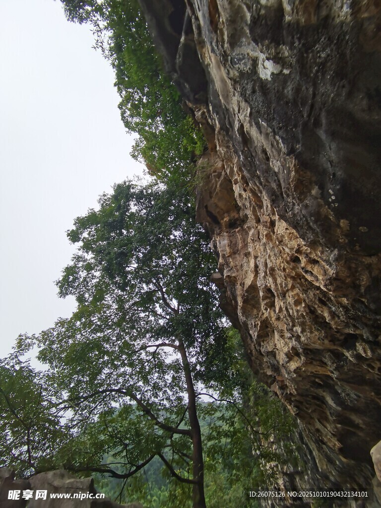 崖壁上繁茂生长的植物