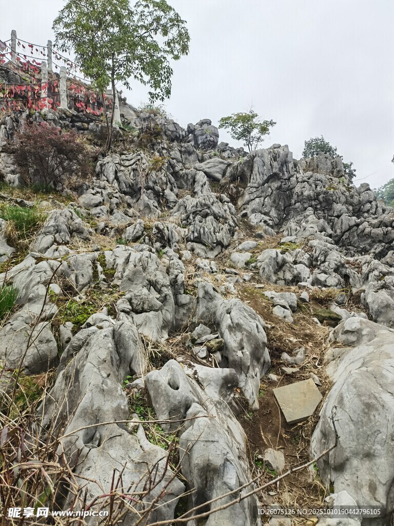 嶙峋山石与孤树景观