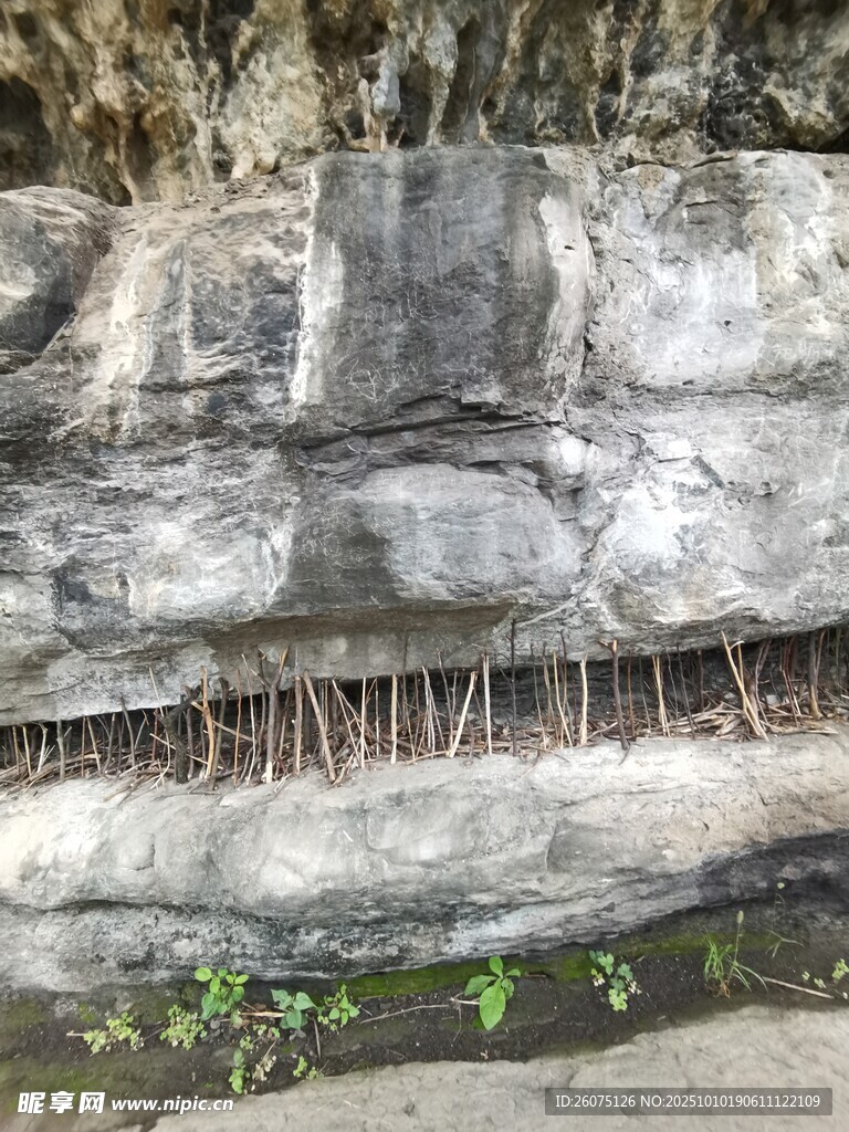 岩石上生长的奇特根系
