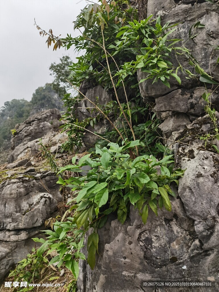 岩石上的翠绿藤蔓植物