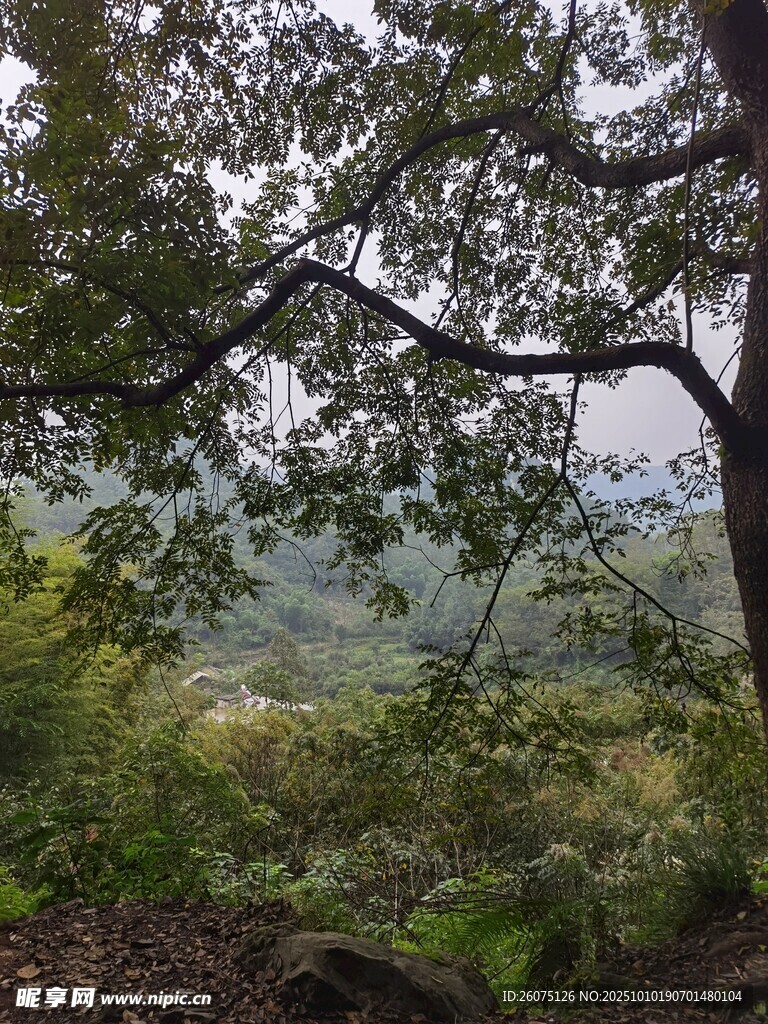 山林间繁茂枝叶与远景