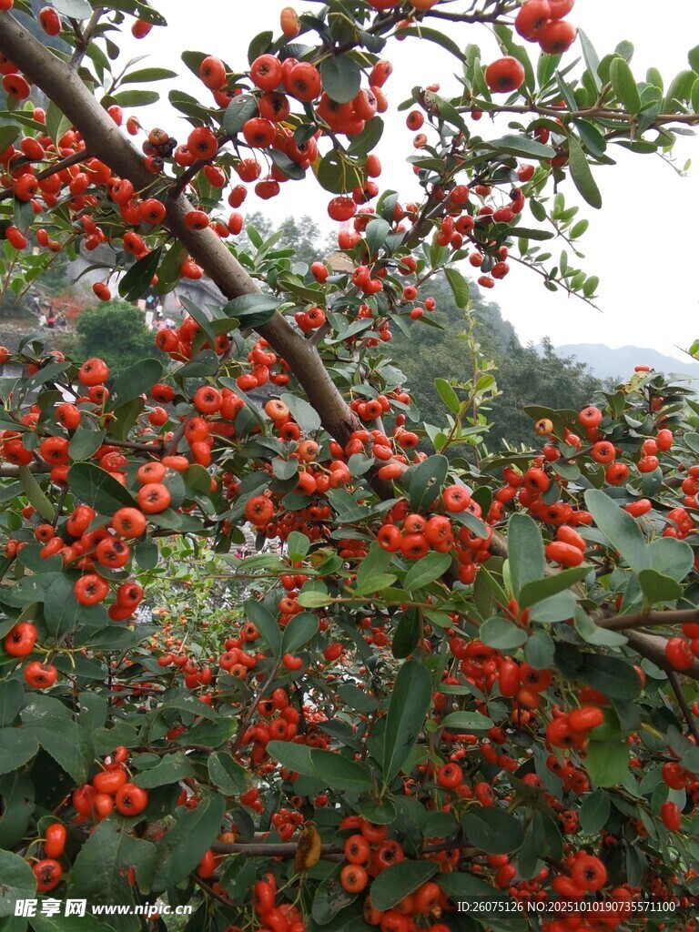 红果满枝的繁茂植物景观