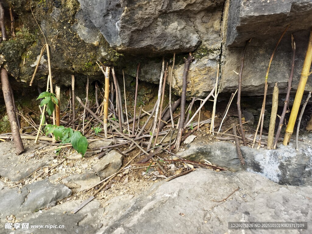 石缝中生长的顽强植物