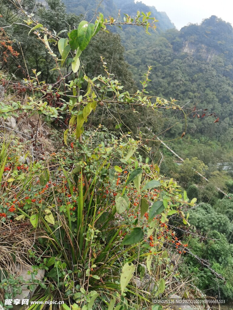 山坡上的繁茂绿植