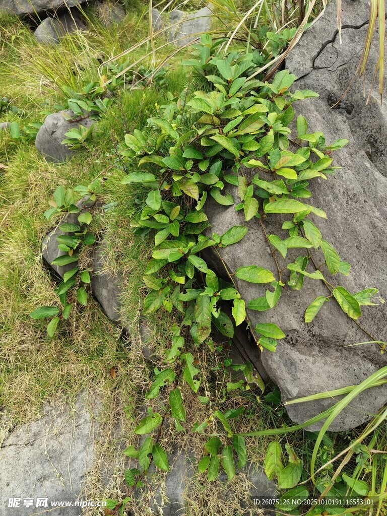 岩石上的翠绿蕨类植物