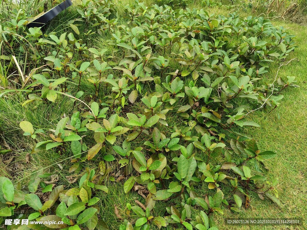 绿叶繁茂的植物景观