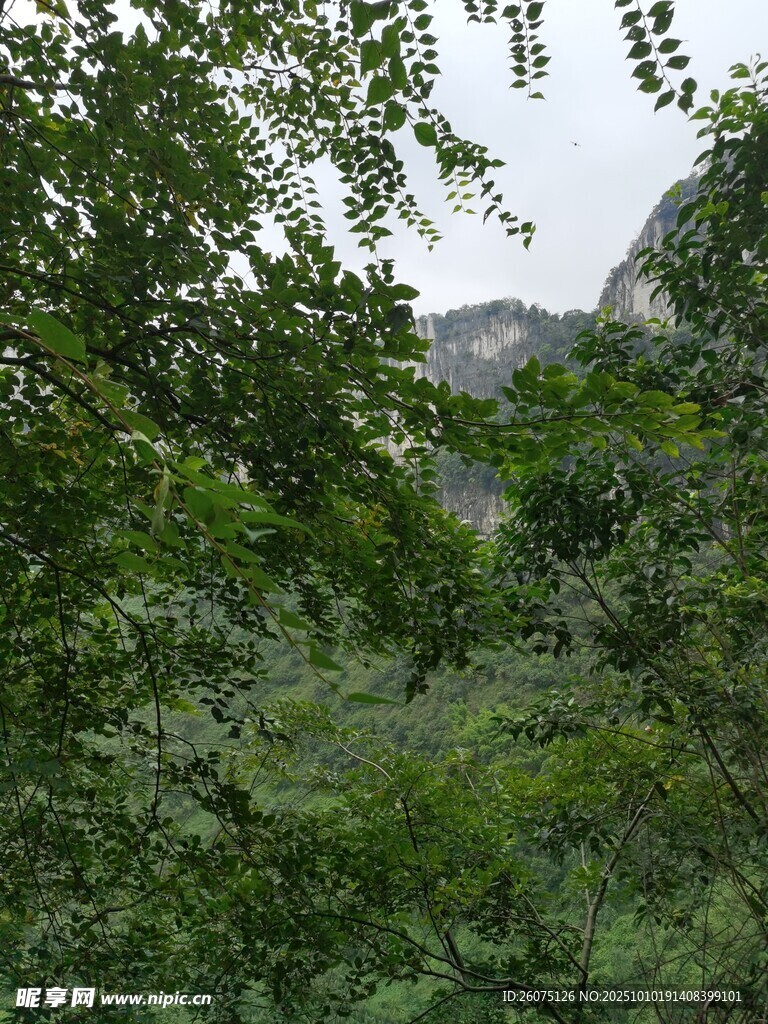 山林间繁茂的绿色植被