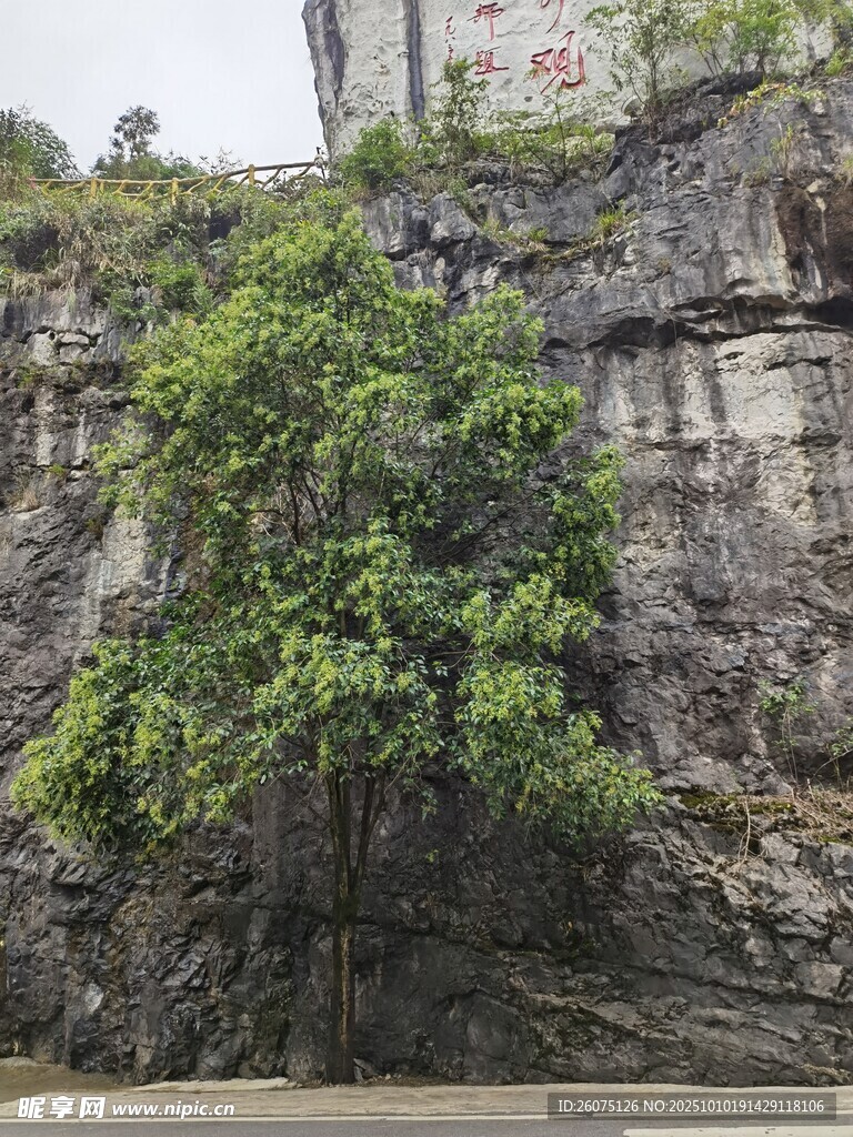 悬崖边茂盛生长的绿树