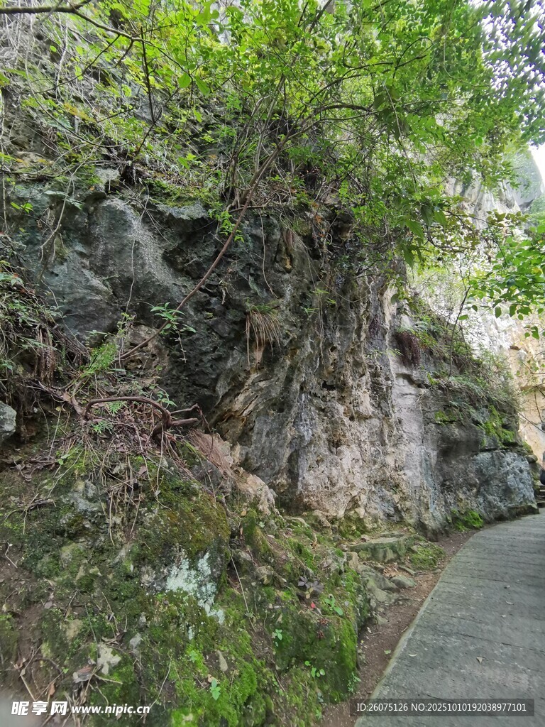 路边岩石旁的繁茂绿植