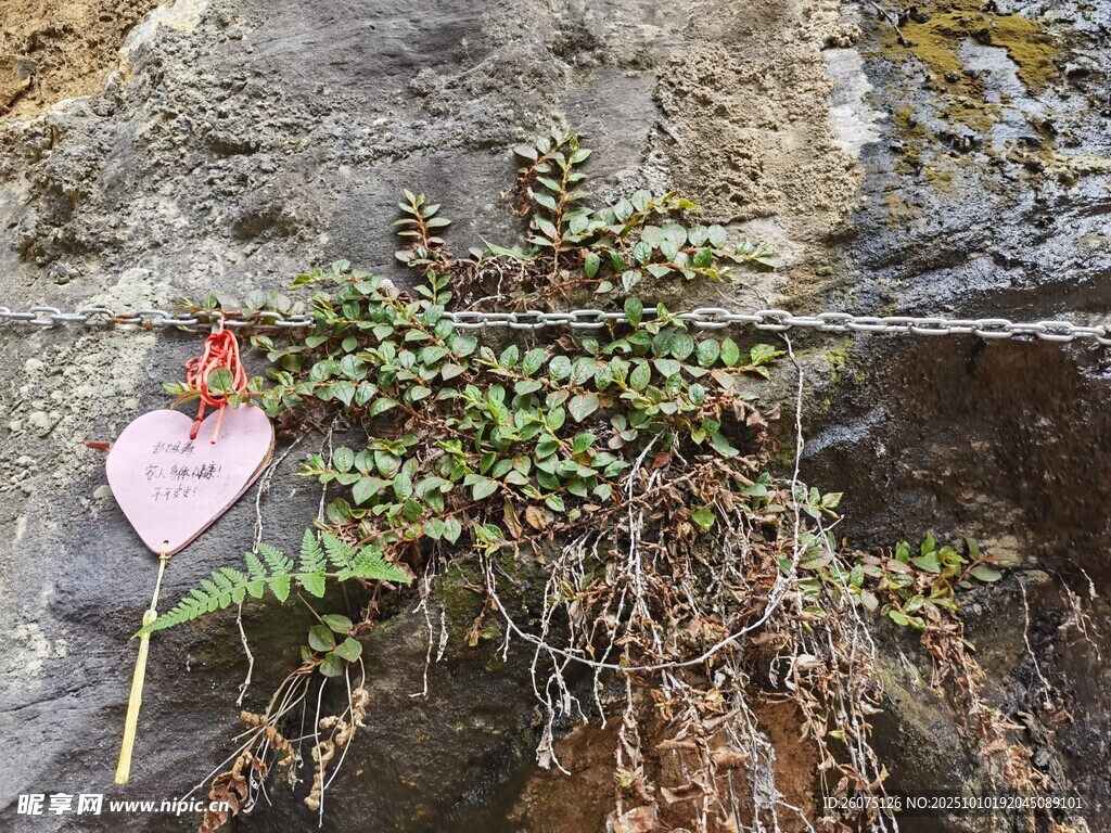 岩石上的绿植与粉色物件