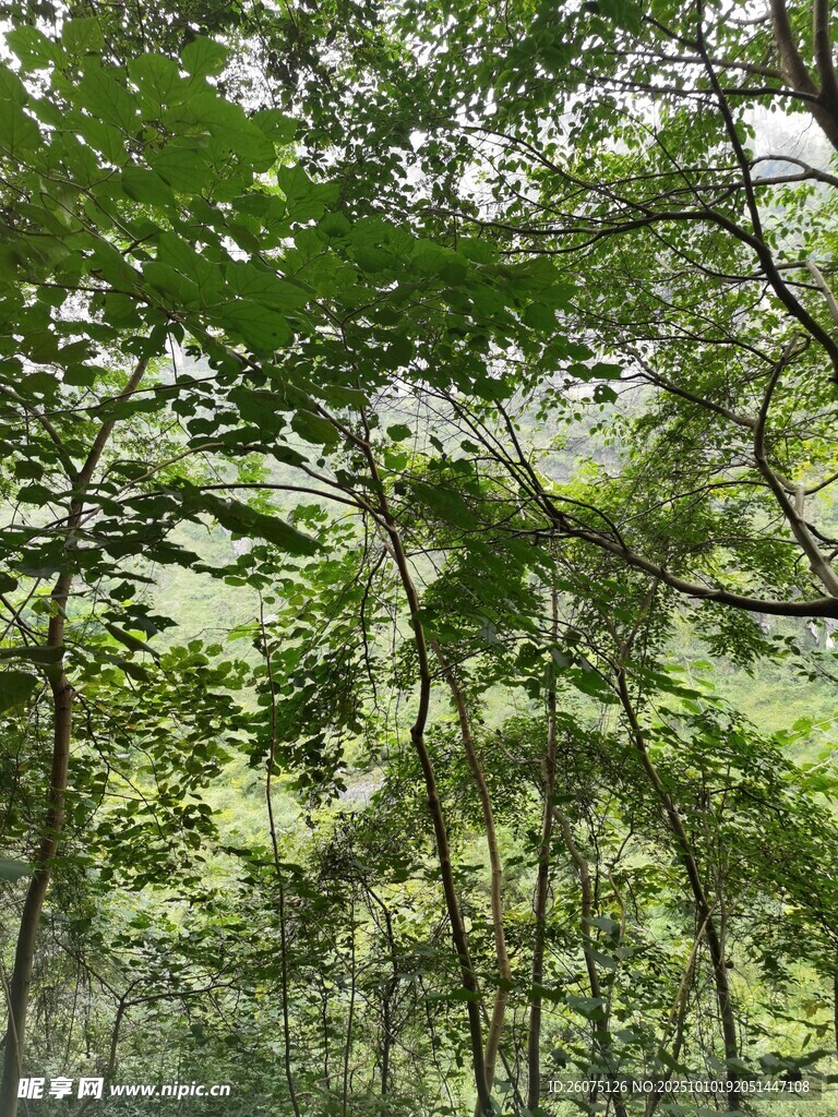 茂密树林绿意盎然