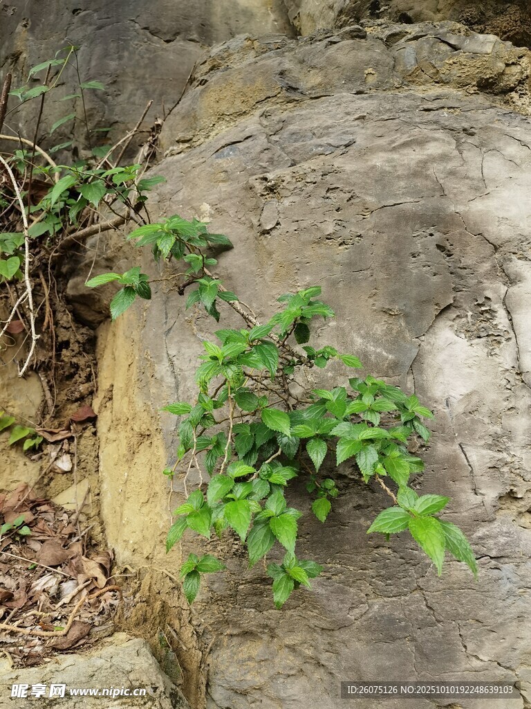 岩石上的翠绿植物
