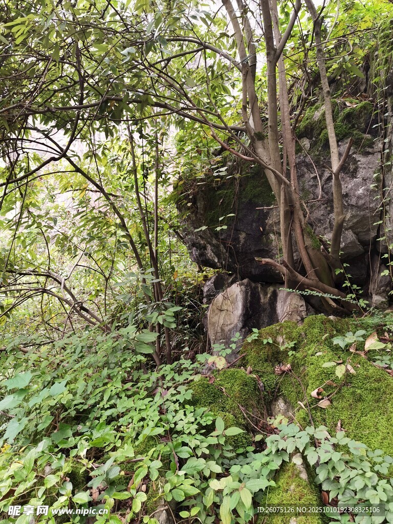 森林中的隐秘岩石景观