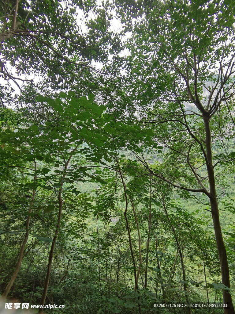 林间绿意盎然的清新景致