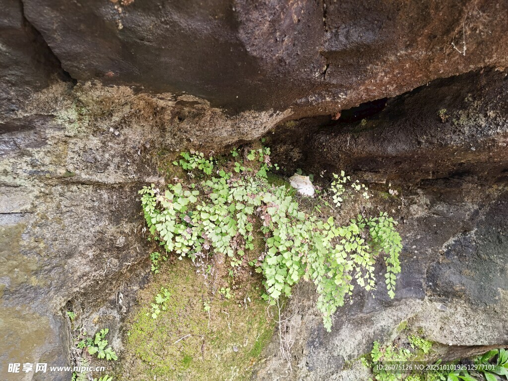 岩石上的翠绿藤蔓植物