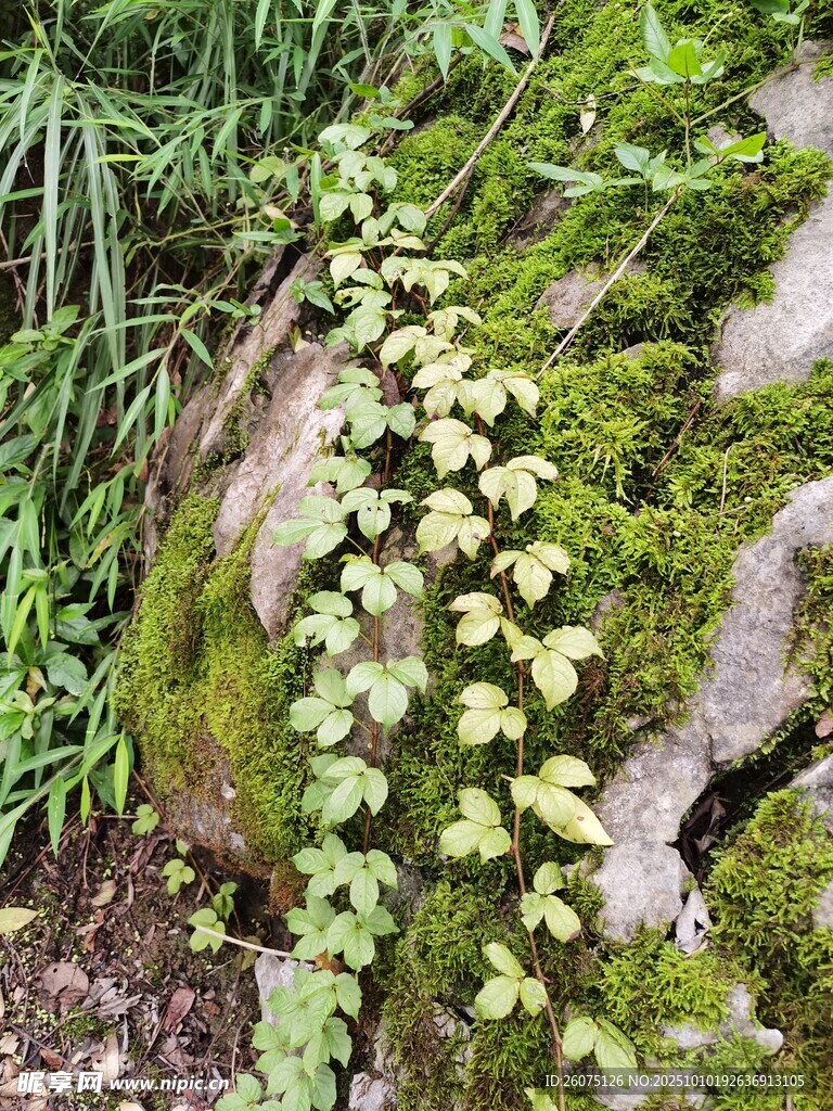 岩石上的绿植与苔藓景观