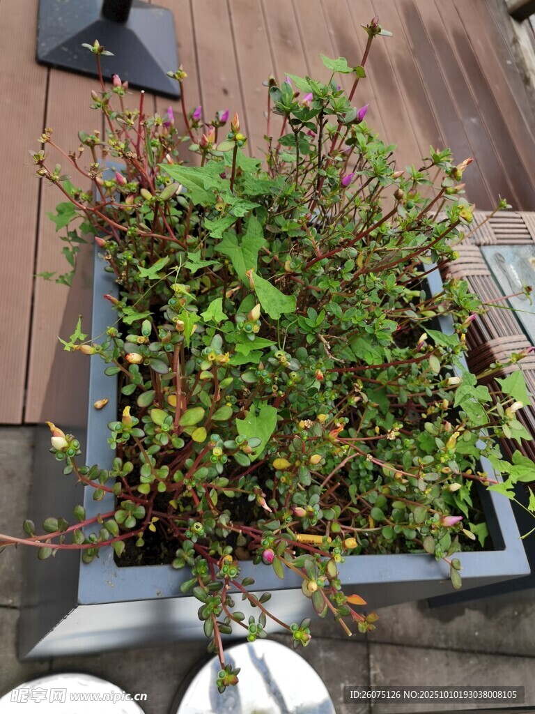 窗边绿植生机盎然