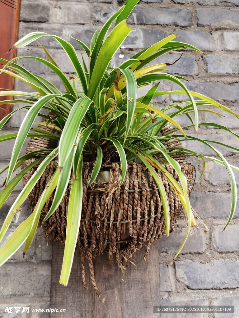 悬挂绿植根系外露的生机