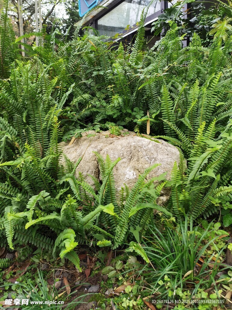 草丛中的巨石景观