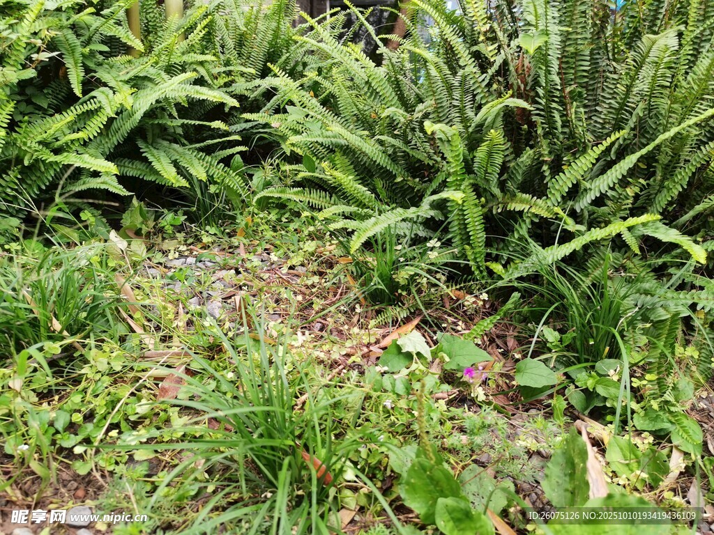 户外繁茂绿植景象