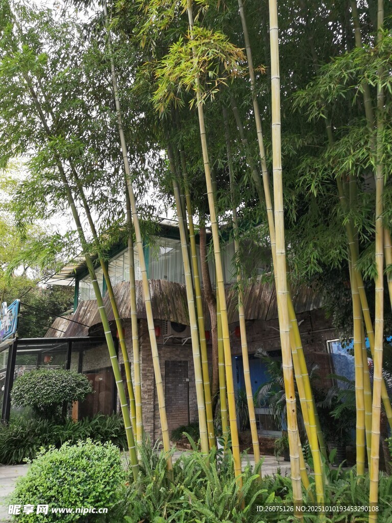竹林环绕的雅致中式景观