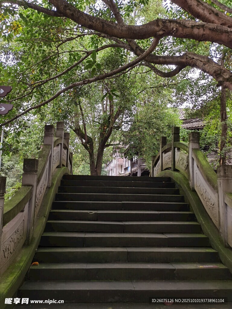 绿荫下的静谧石阶