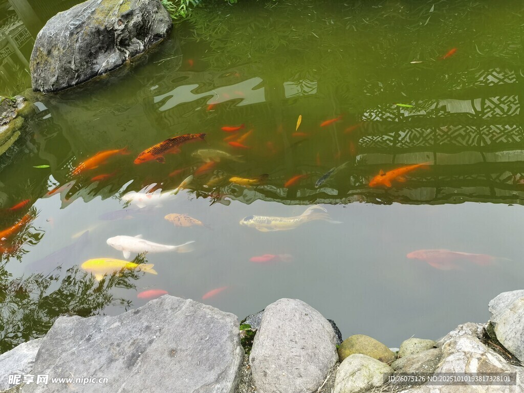 池塘中的多彩锦鲤
