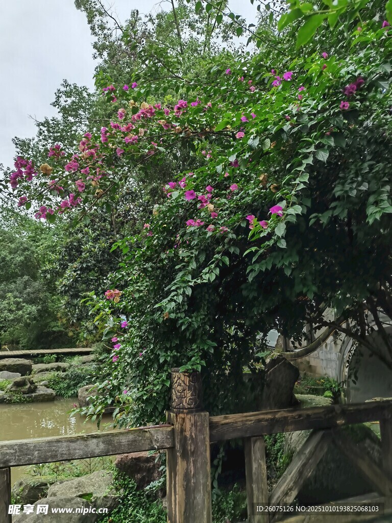 木栅栏旁盛开的繁茂花丛