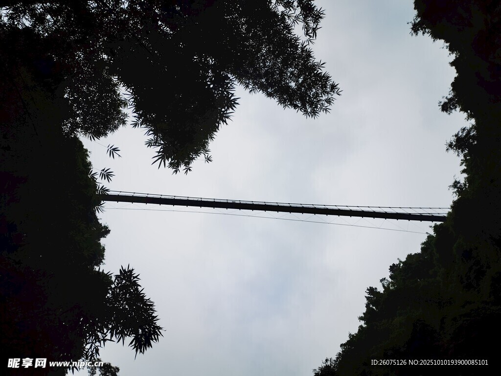 林间悬索桥
