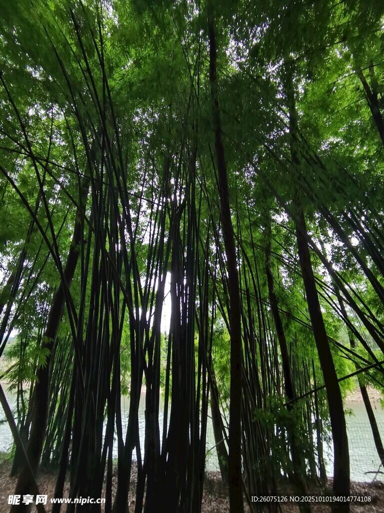 翠绿竹林自然清新景致