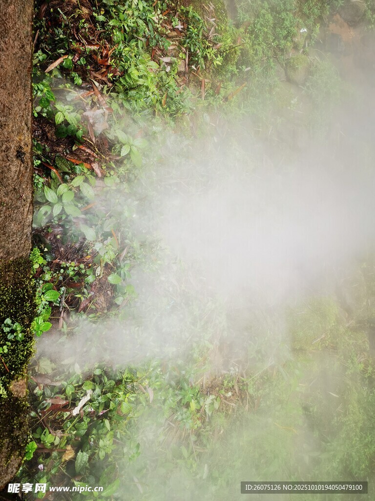 林间雾气弥漫的自然景象