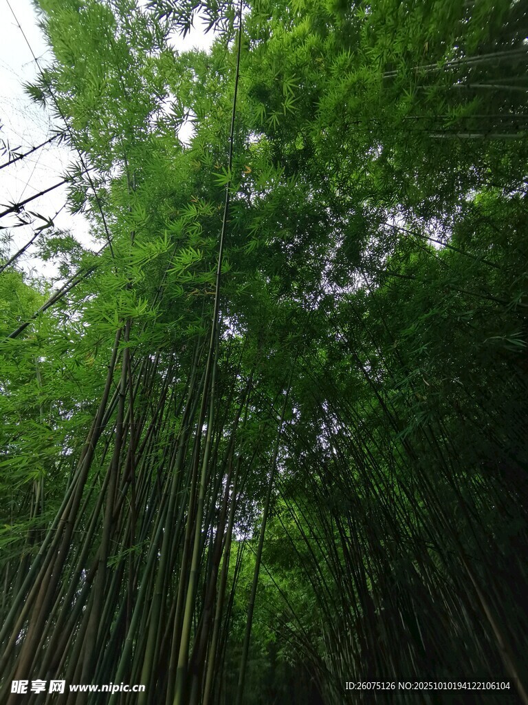 翠绿竹林仰望挺拔竹干