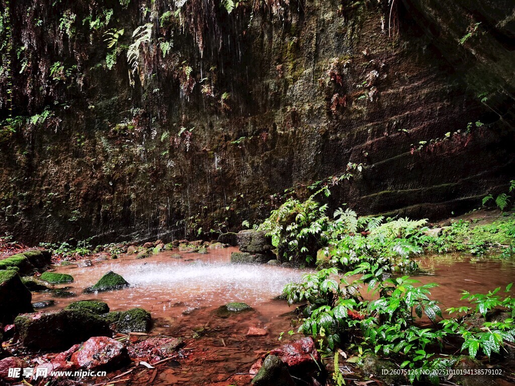 神秘雨林中的溪流景观